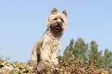 CAIRN TERRIER 030